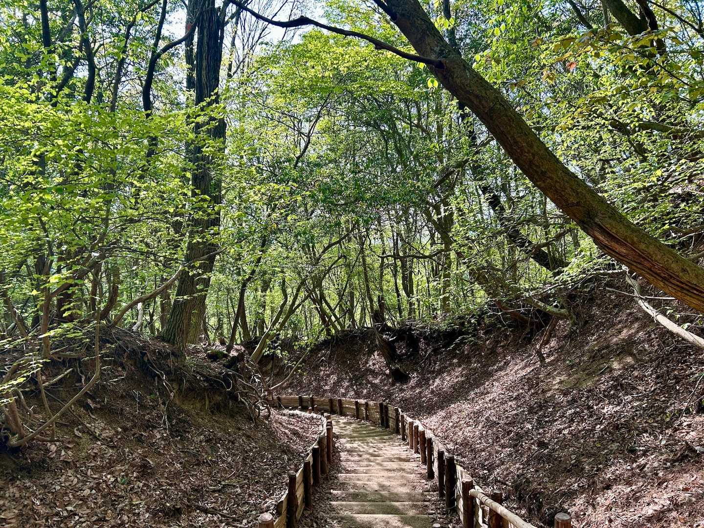 千早本道登山口-黒栂谷道-金剛山-千早本道 周回コースの写真