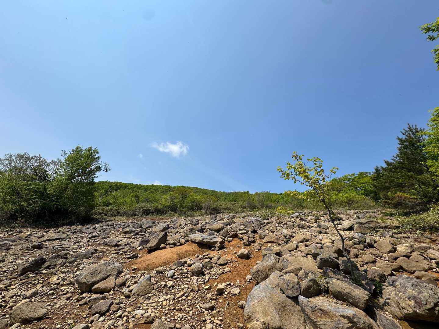 登山道少し外れて踏み跡辿るとこんな開けた場所に出る。
ずーっと樹林帯だったから開放感〜😆

ここはスキー場跡地なのかな？