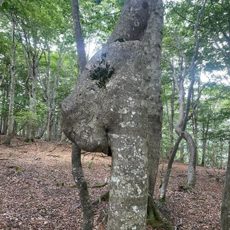 ラクダの顔の木