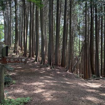 小下沢分岐を通過。画像内中央の少し右下の窪んだ所に進み、南東尾根から下山する。