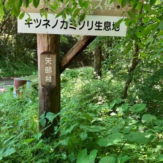 ここにも咲くんですね