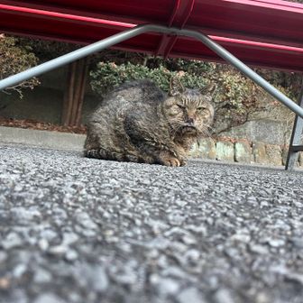 オサムスが来た時から、ずっと動かない子。