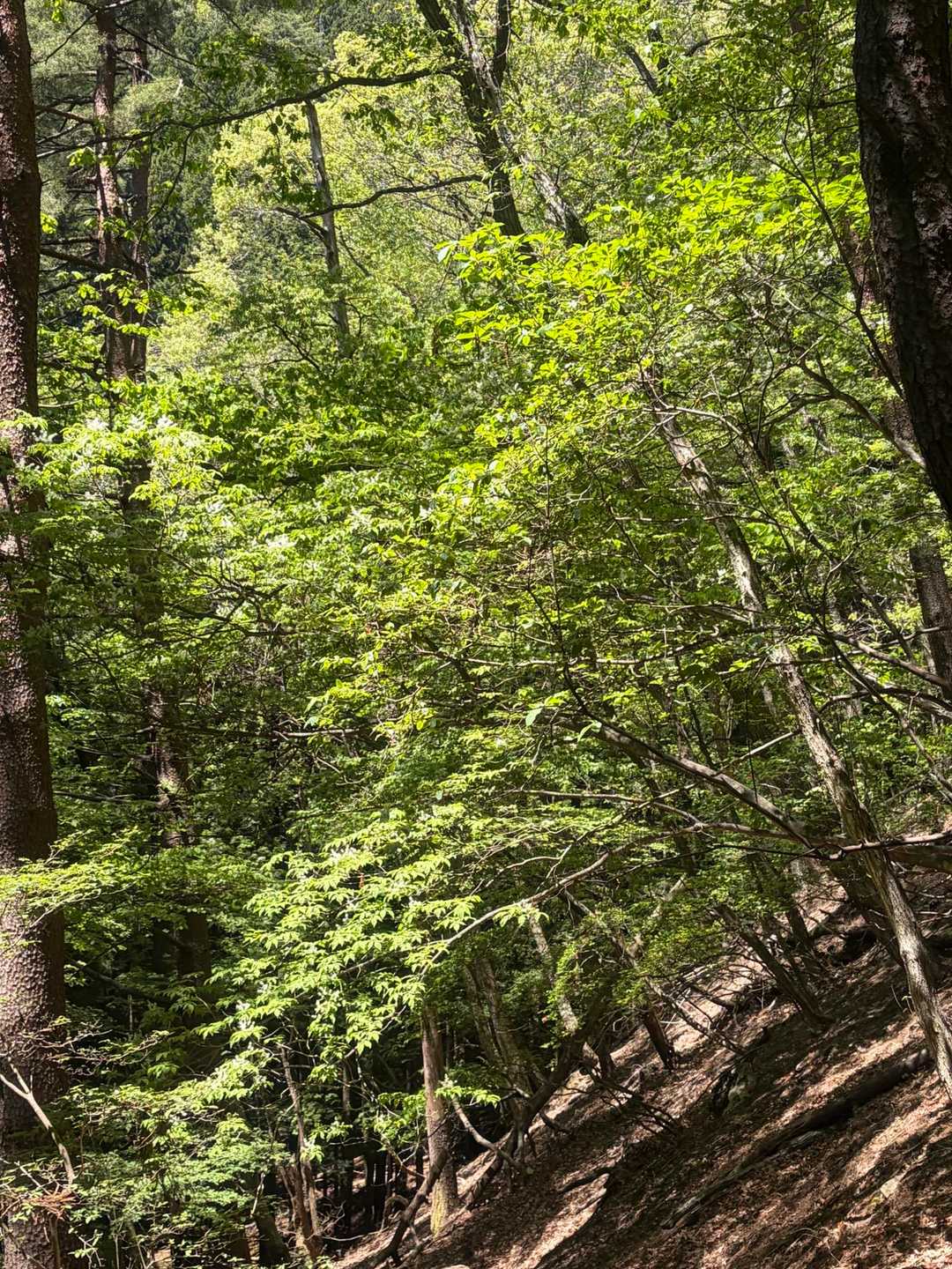 丹波役場前バス停-丹波バス停-サオラ峠 周回コースの写真