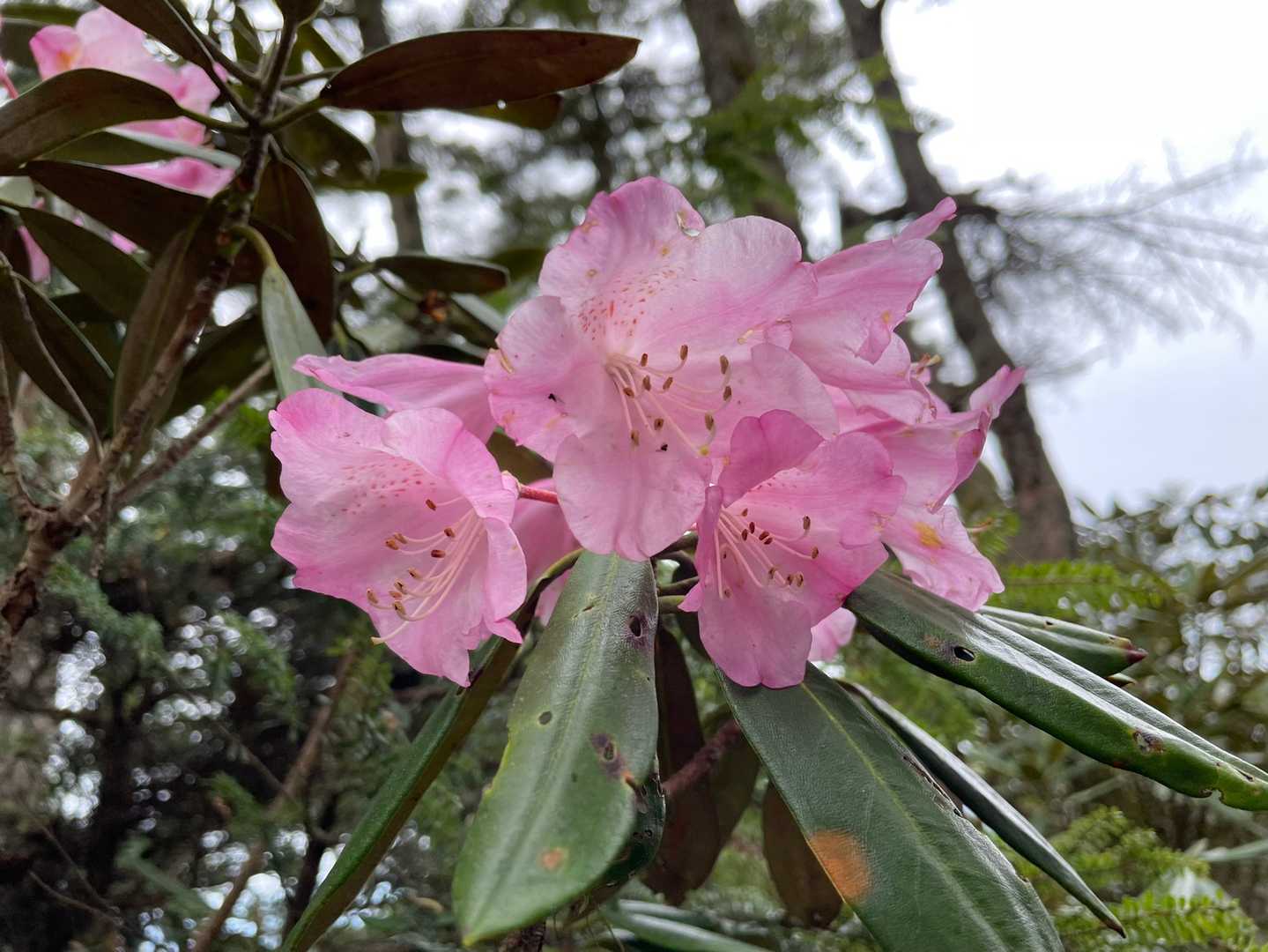 今日イチ元気なシャクナゲの花