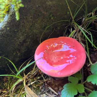 ツヤツヤ〜