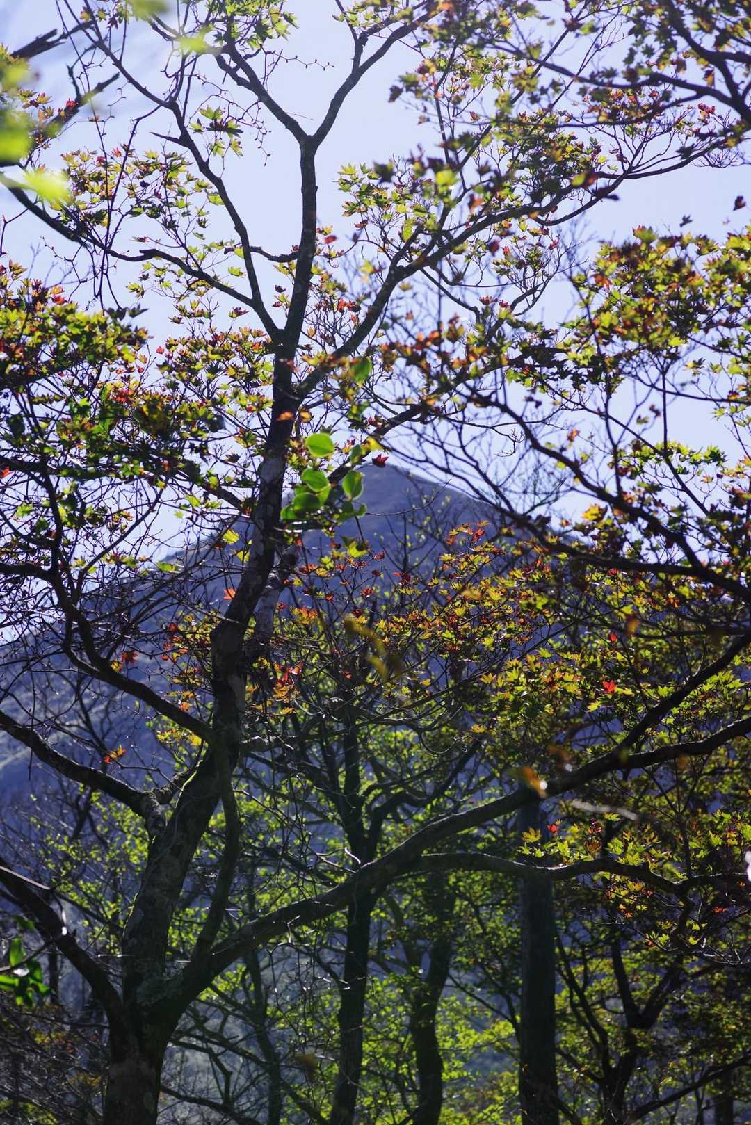 高千穂河原ビジターセンター-高千穂河原登山口-矢岳 往復コースの写真