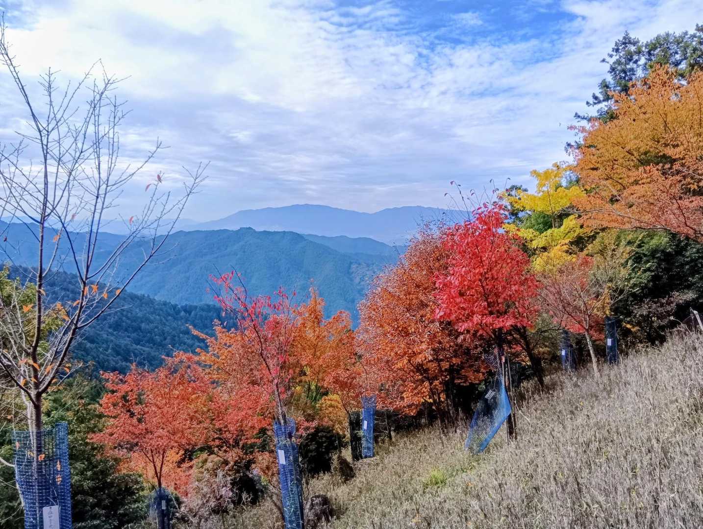 紅葉と遠くの山並み🗻