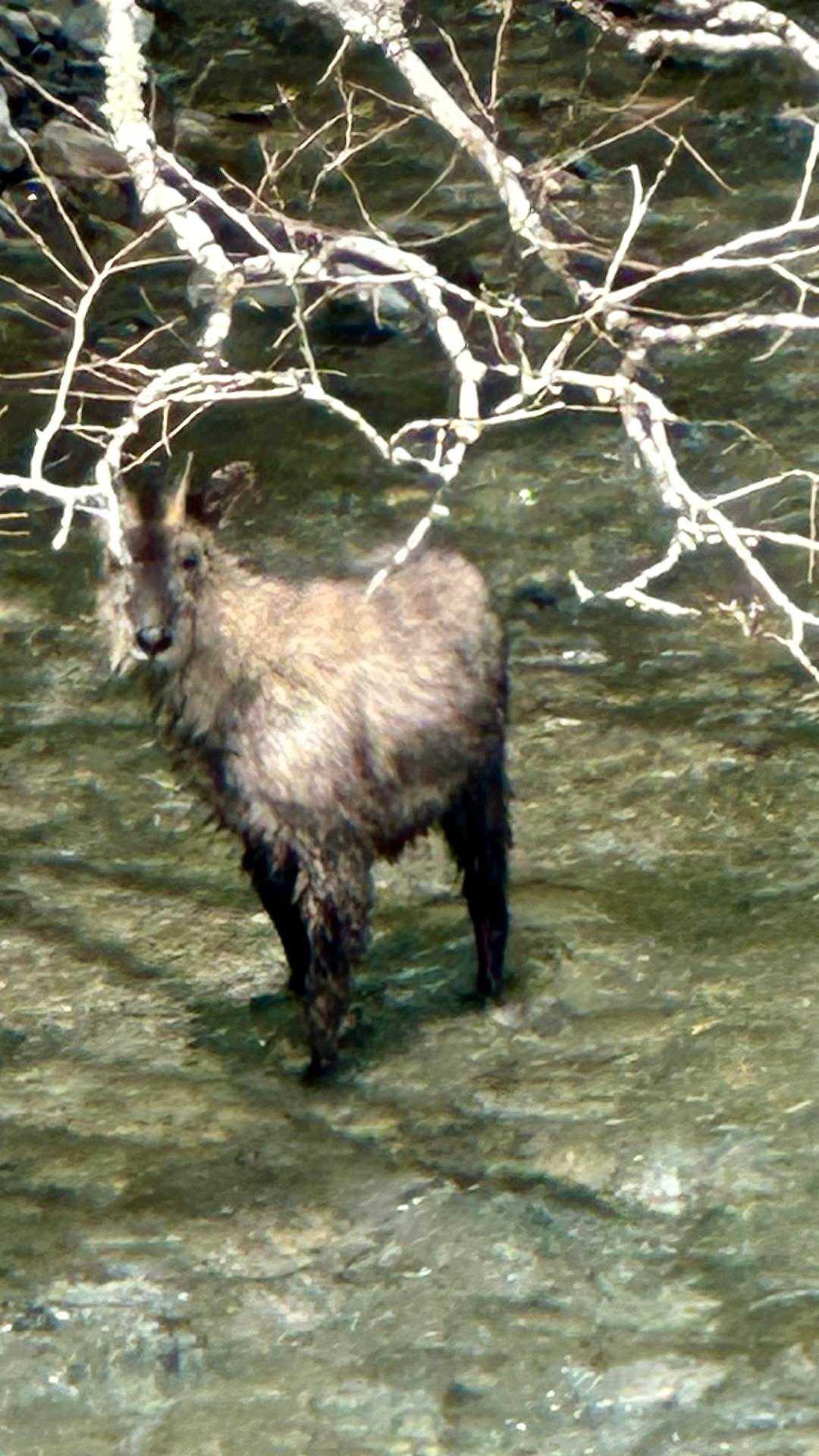 暑いので､水浴び💦でしょうか？
こちらを観察しています。😳