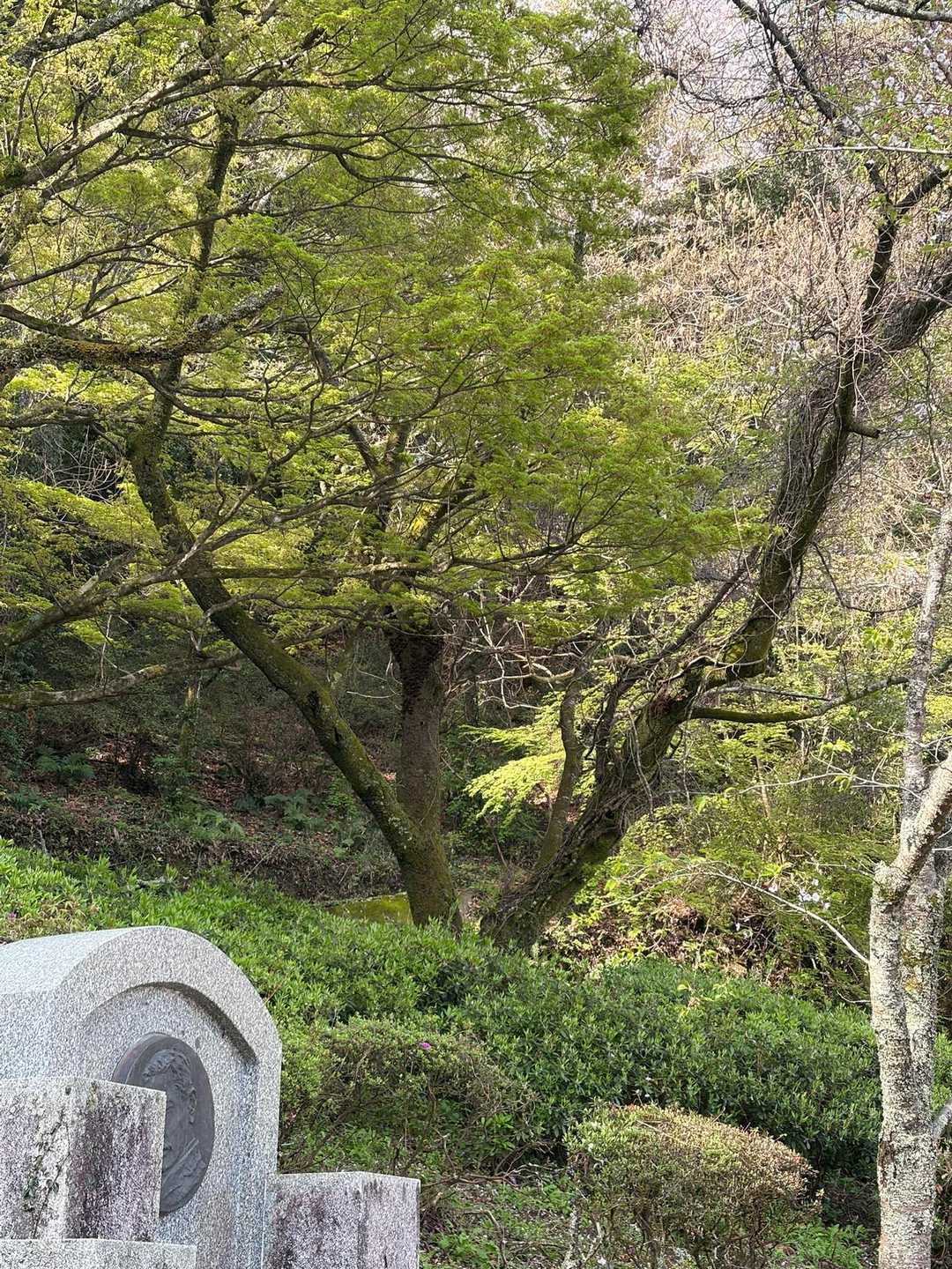 発心公園にて。葉桜〜。左下に見えるは夏目漱石の句碑。「松をもて　囲ひし他人の桜かな」
ここで私も一句「‥‥‥‥‥」
さぁ仕切り直してスタートじゃい！