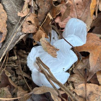 あれ？
コンピラ山の脇道にありました‼️
踏みそうでした。葉っぱで隠れていました。