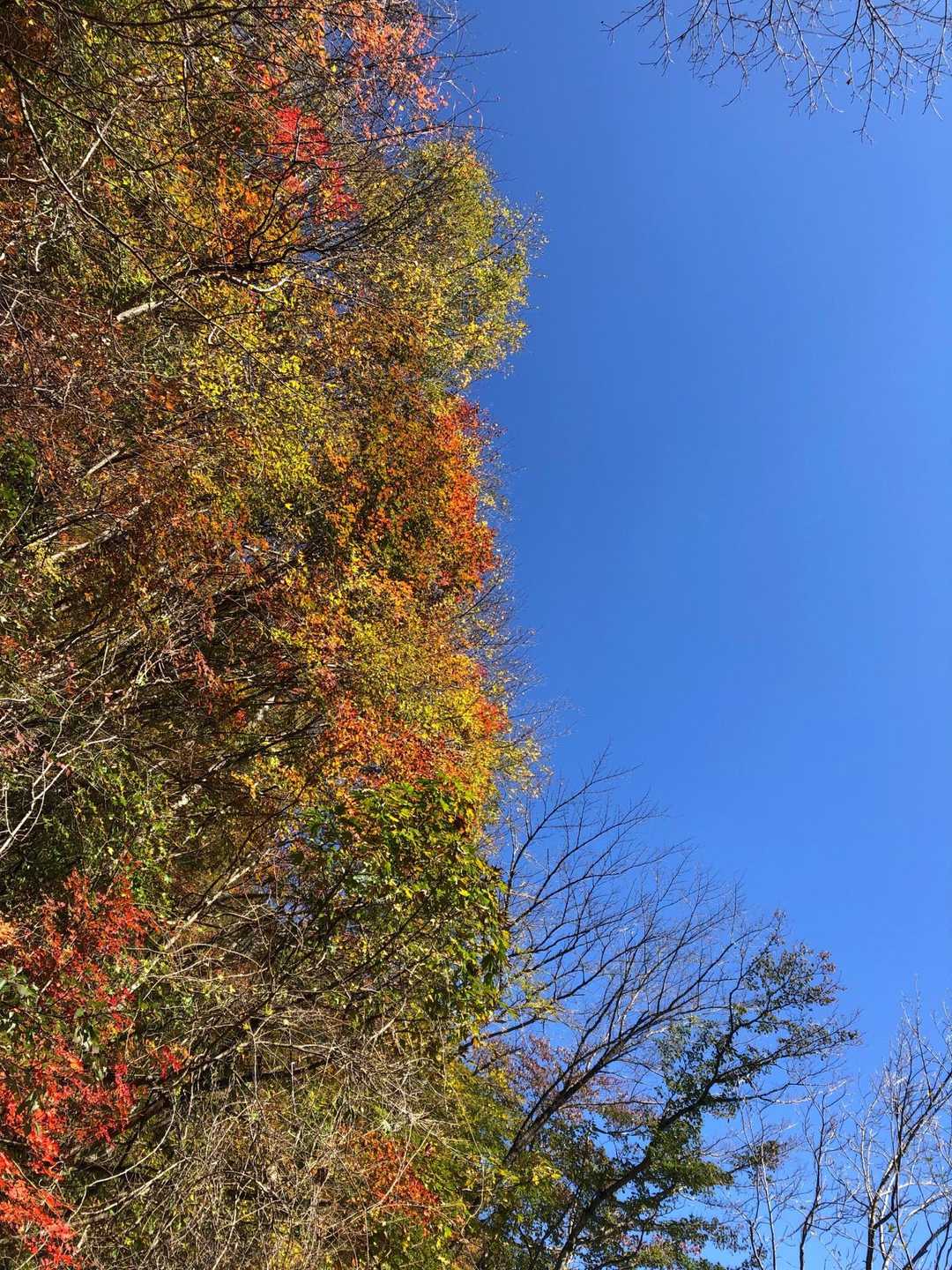 🍁と青空