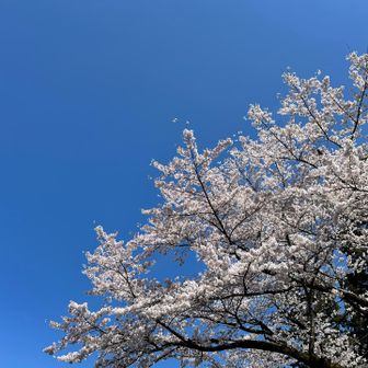 発電所横の桜が最高です