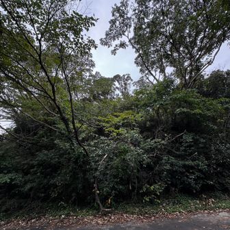 この辺りが山頂。