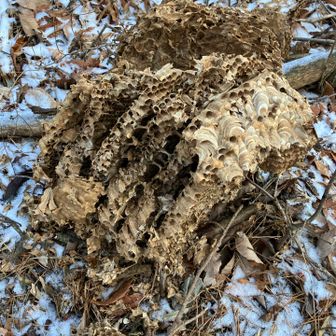 蜂が大嫌いな俺。ゾワゾワする・・・