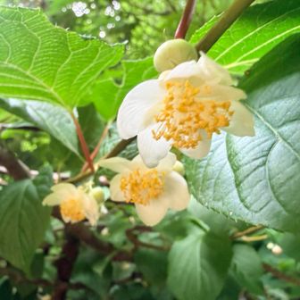 またたびの花
初めてみたかも。キレイな花です。

ままひぃーさんのレポを参考にさせていただきました。ありがとうございます。
