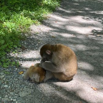 仲睦まじいお猿さん