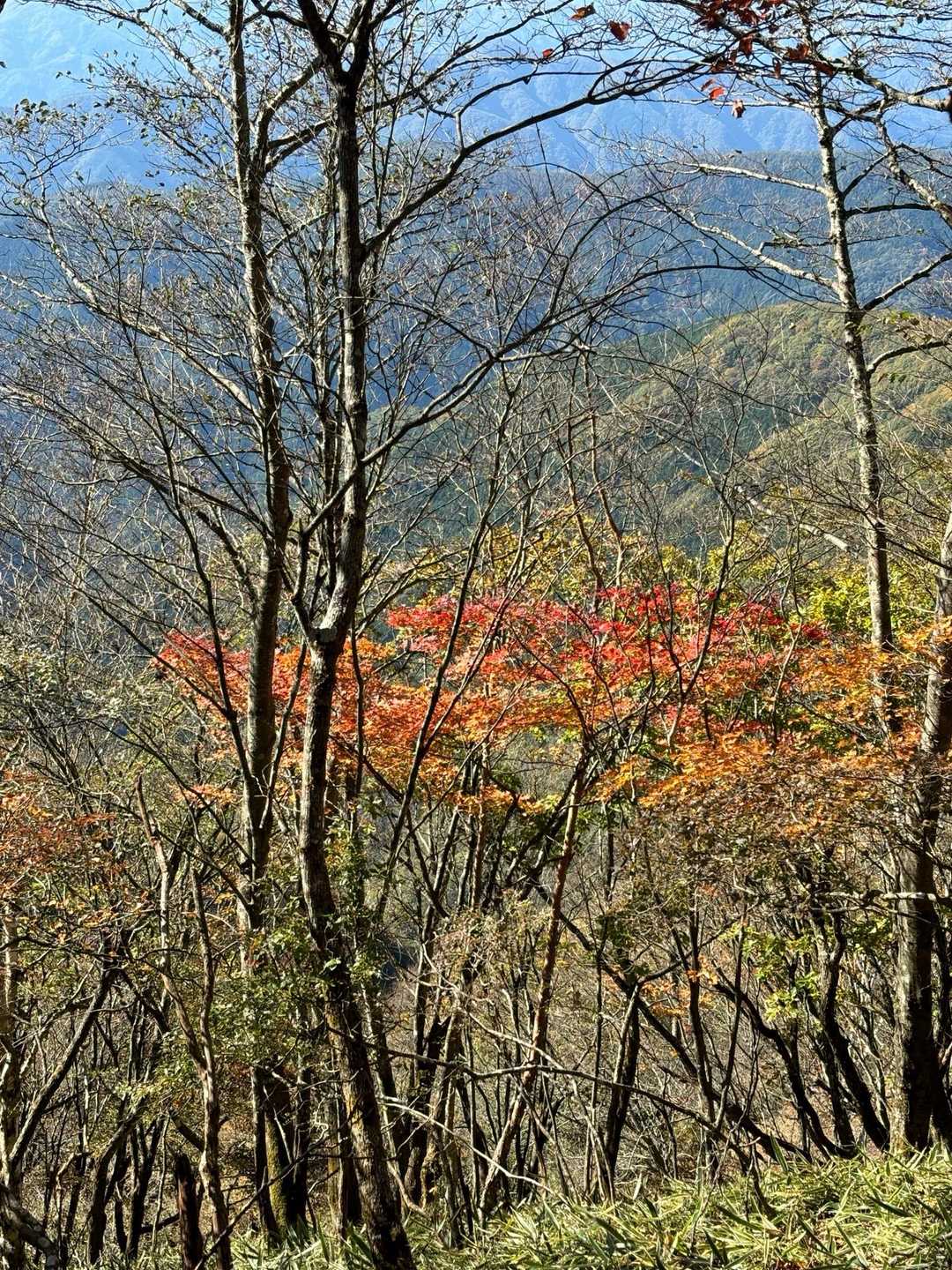 紅葉🍁が一部なのもまた良き
