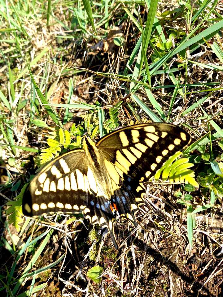 黄アゲハ🦋は優雅な舞姿に癒されるというのに…

黄色スズメバチ🐝は〰️💨(怒)
ヽ(`Д´)ﾉﾌﾟﾝﾌﾟﾝ

同じ『黄』でも大違い😣