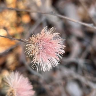 山頂のコウヤボウキ🌸