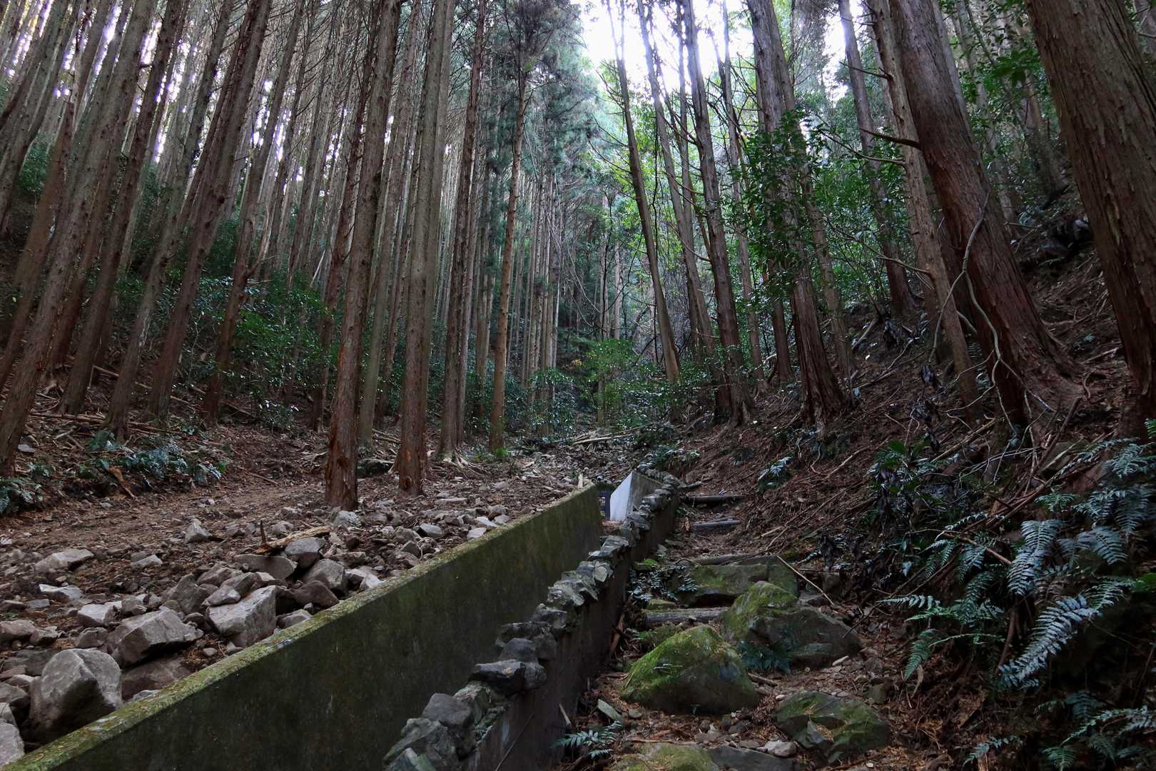 序盤は人工林から