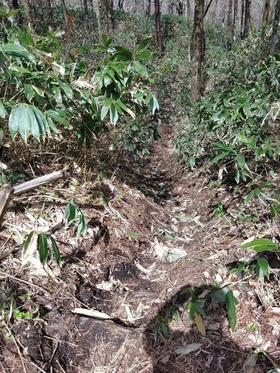 大びらき-階上岳-南岳 往復コースの写真