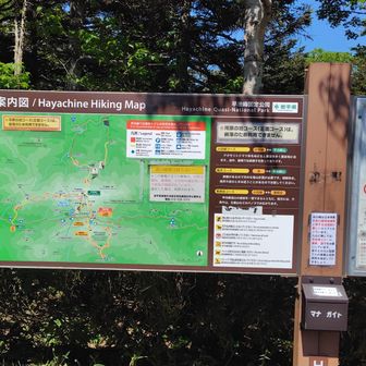 朝は逆光で撮れなかったので
この地域は特別天然記念物
だそうです🧐