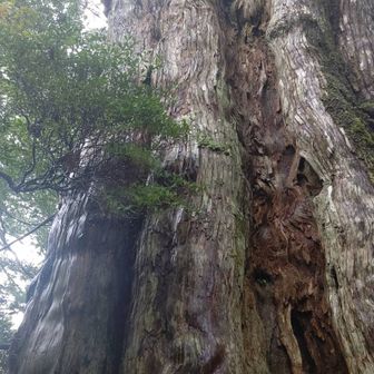 ミケルソンの兄