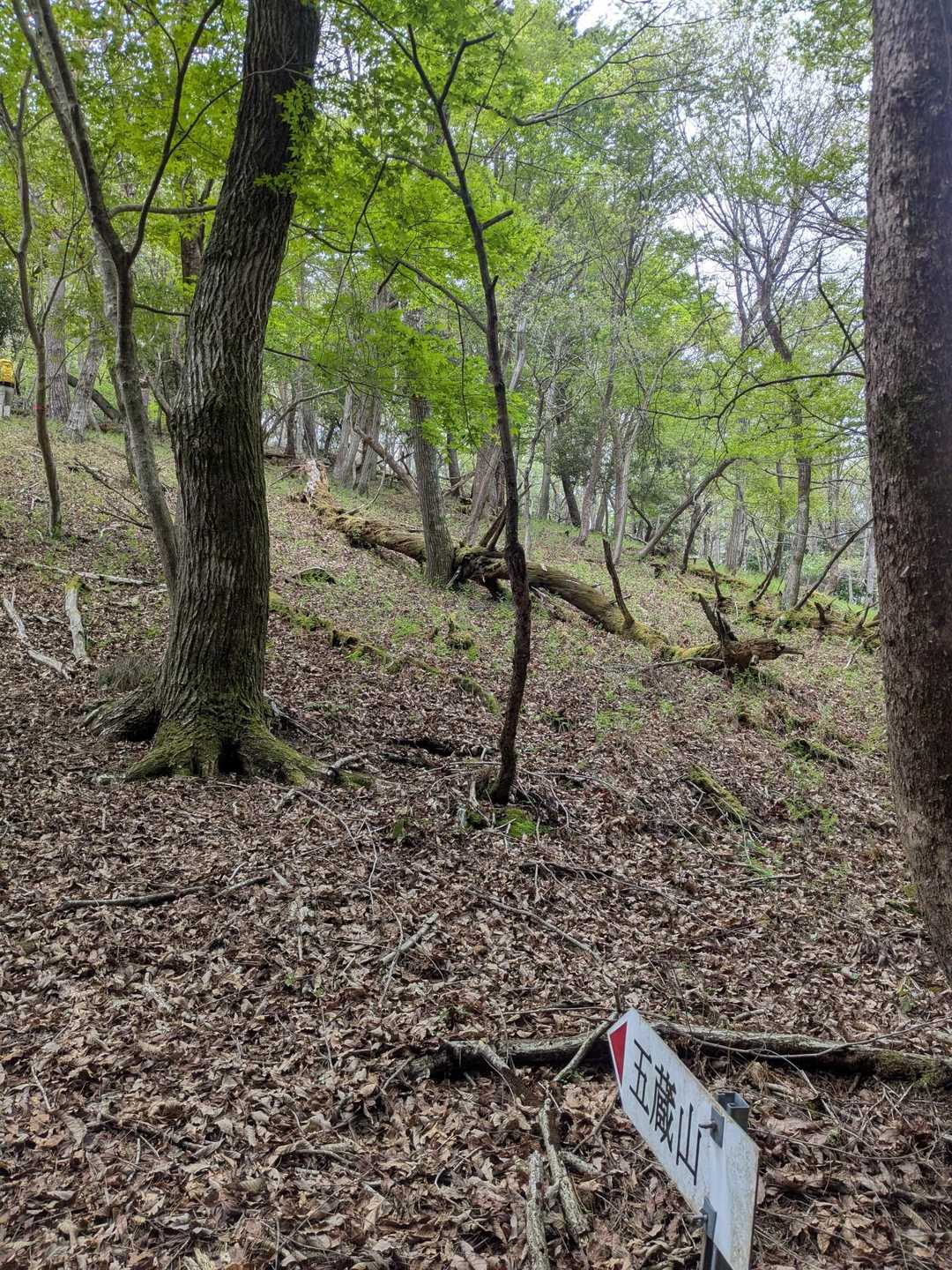 何処を歩いてもOKな登山道