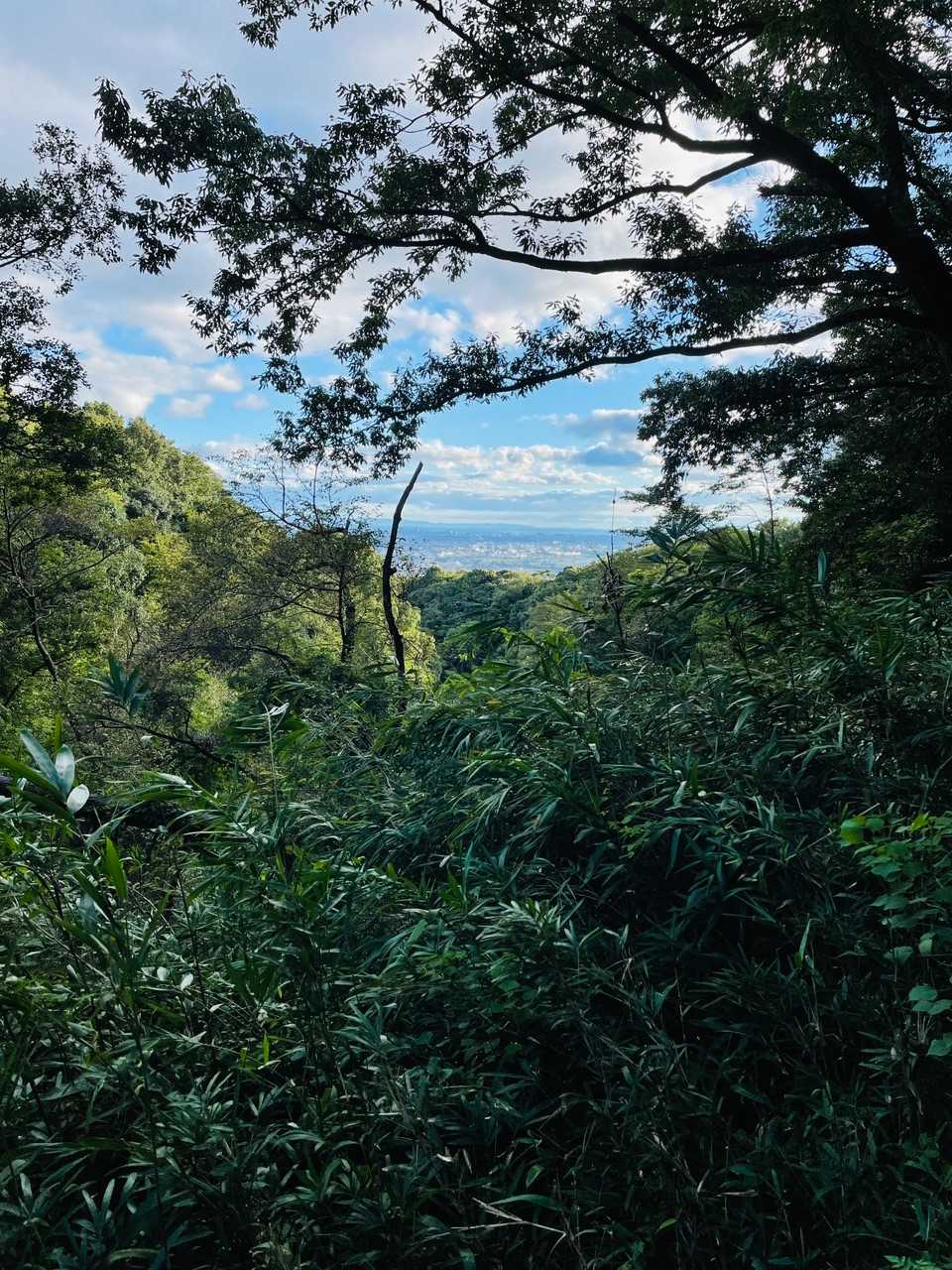 五月山 往復コースの写真