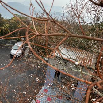 雪❄️ではなく、白い花🌸が咲いている山歩で