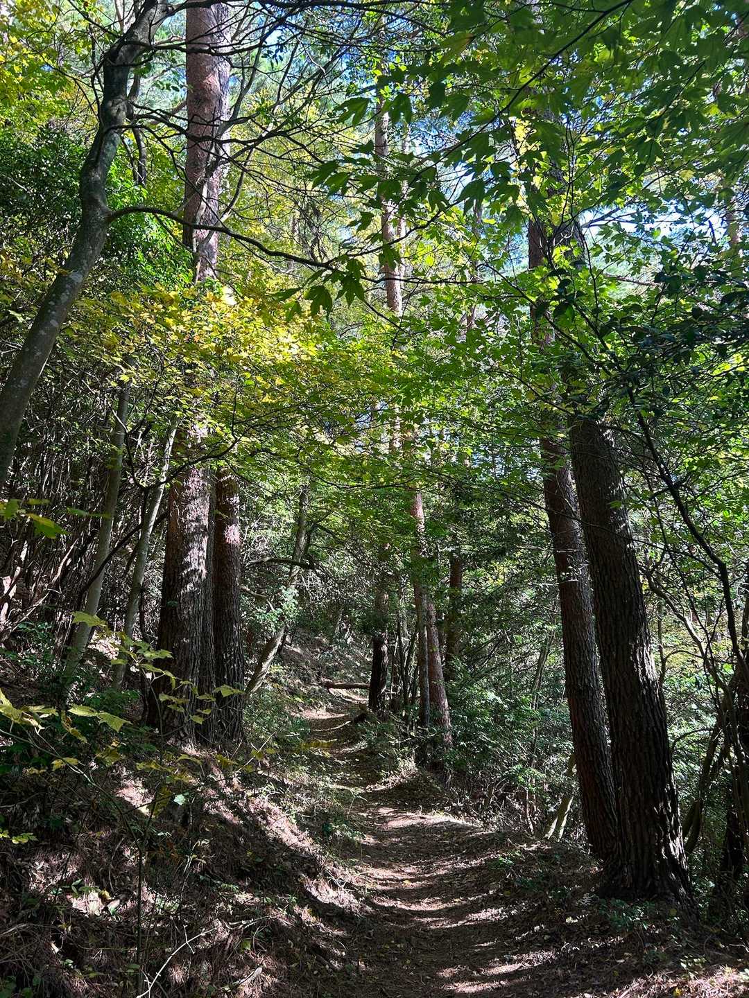 山頂は本当に紅葉してるのかと疑うほどきれいな新緑🌿