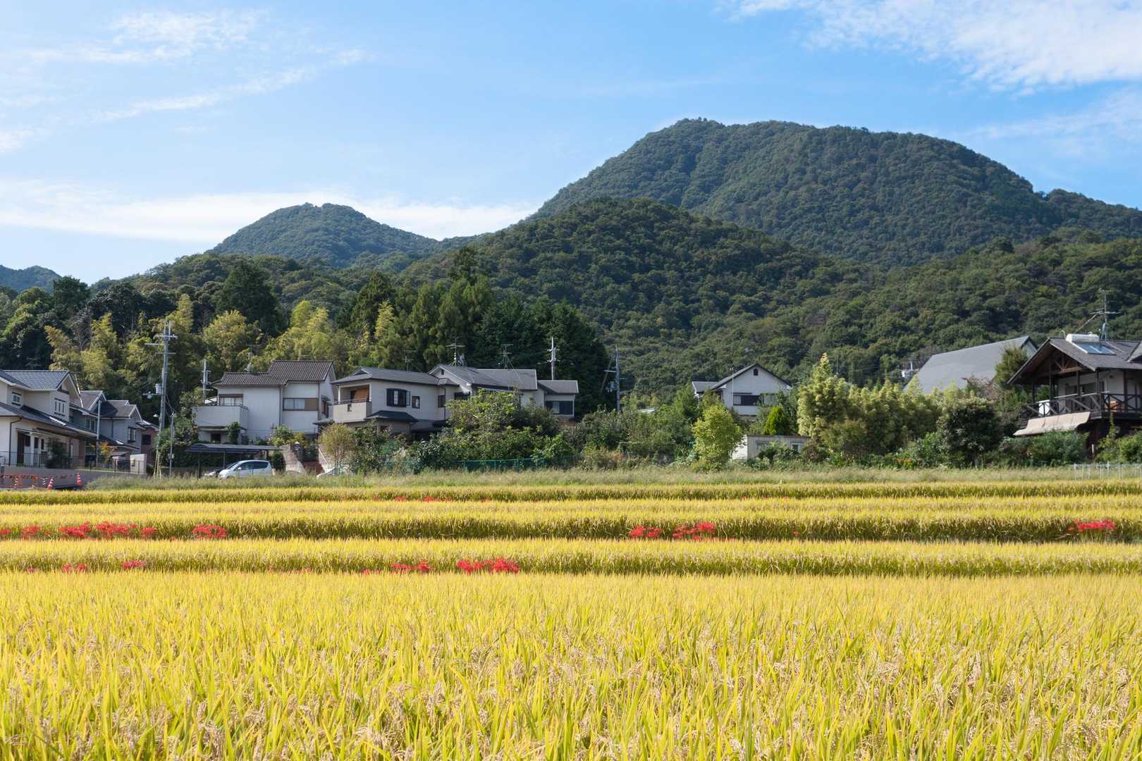 山のおもてなし｜万葉の山二上山ハイキングの写真