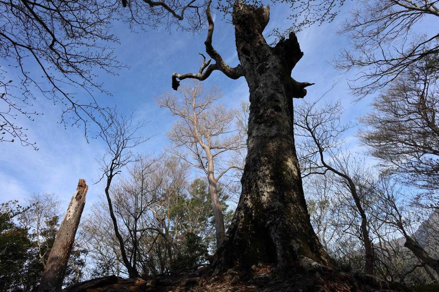 ブナの巨木枯れても存在感半端ない