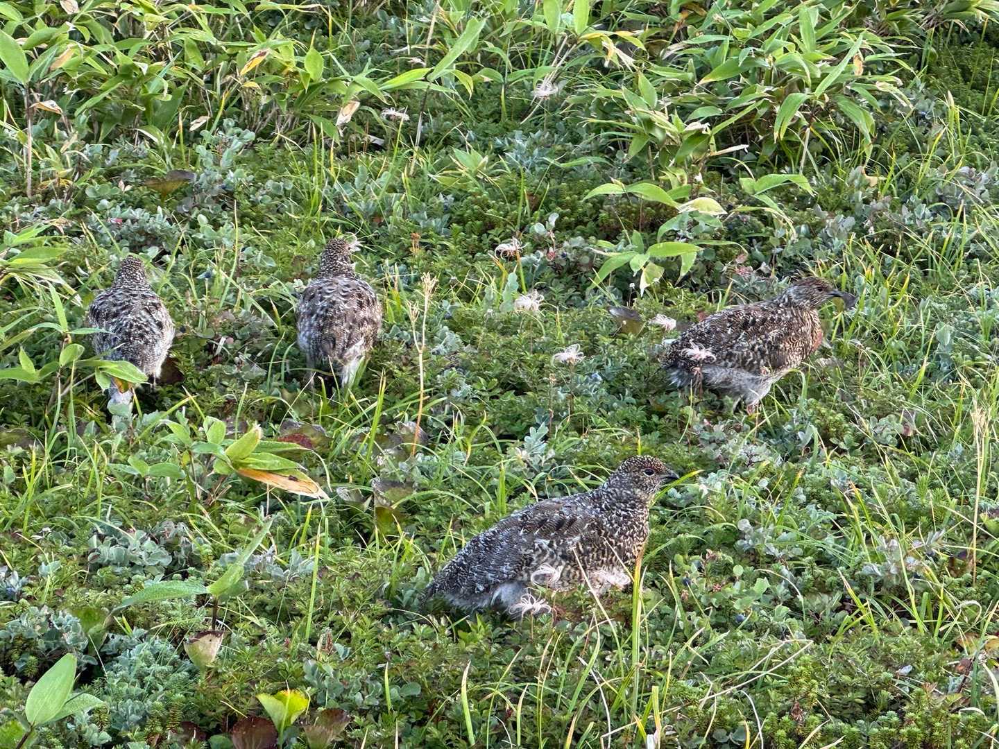 雷鳥さんで随分時間取られてしまった😂
登山者を釘付けにする愛らしさだわ💓💓