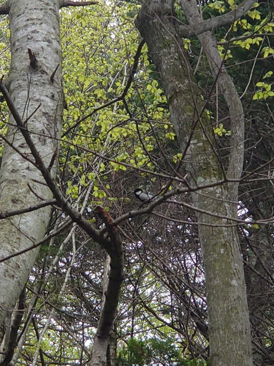 登山口付近でシジュウカラ氏🐦️