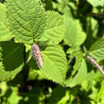 これは？
マルバノテンニンソウに似てるけど
