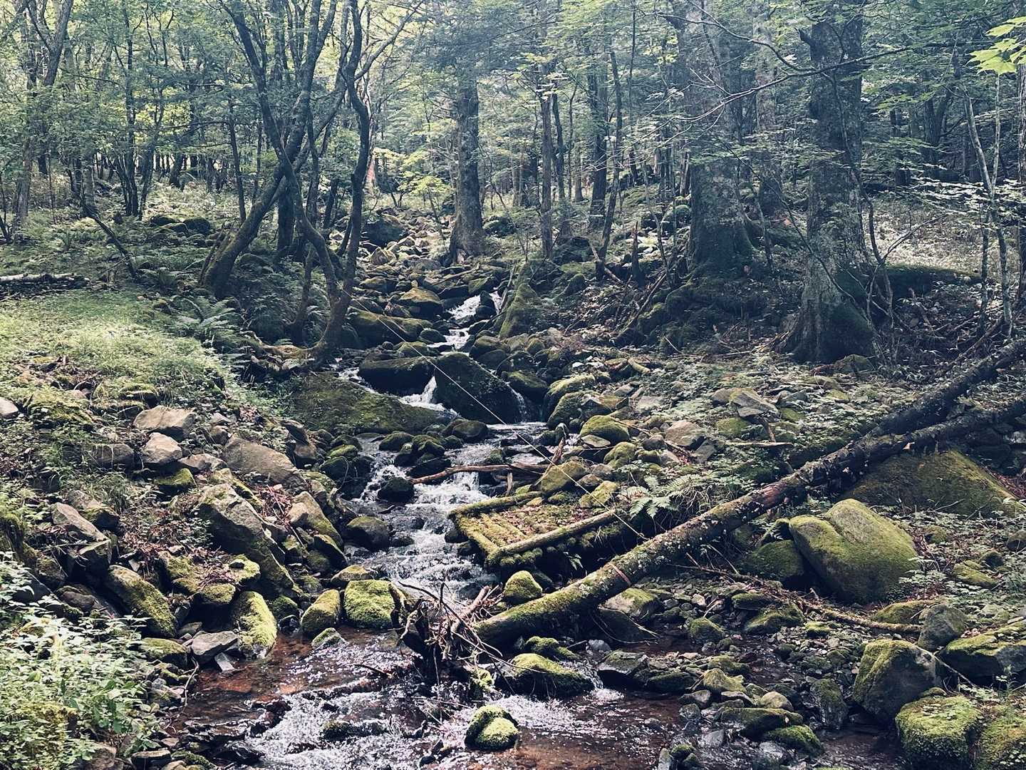 100曲がりコース登山口-茶臼山 周回コースの写真