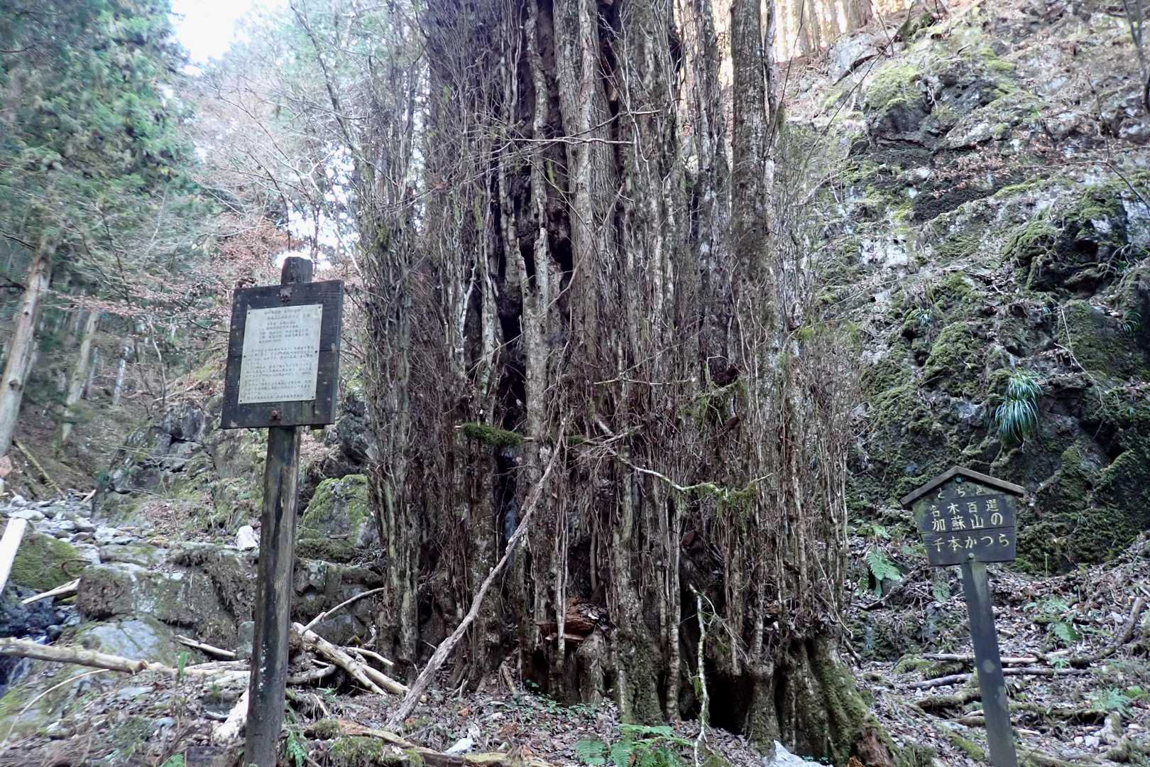 とちぎ名木百の千本桂🌲
