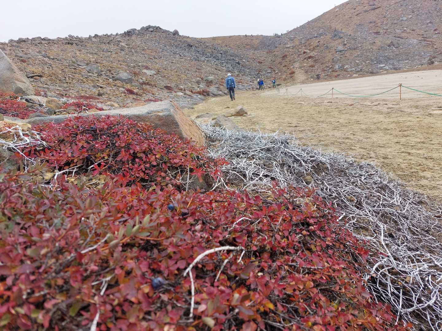紅葉