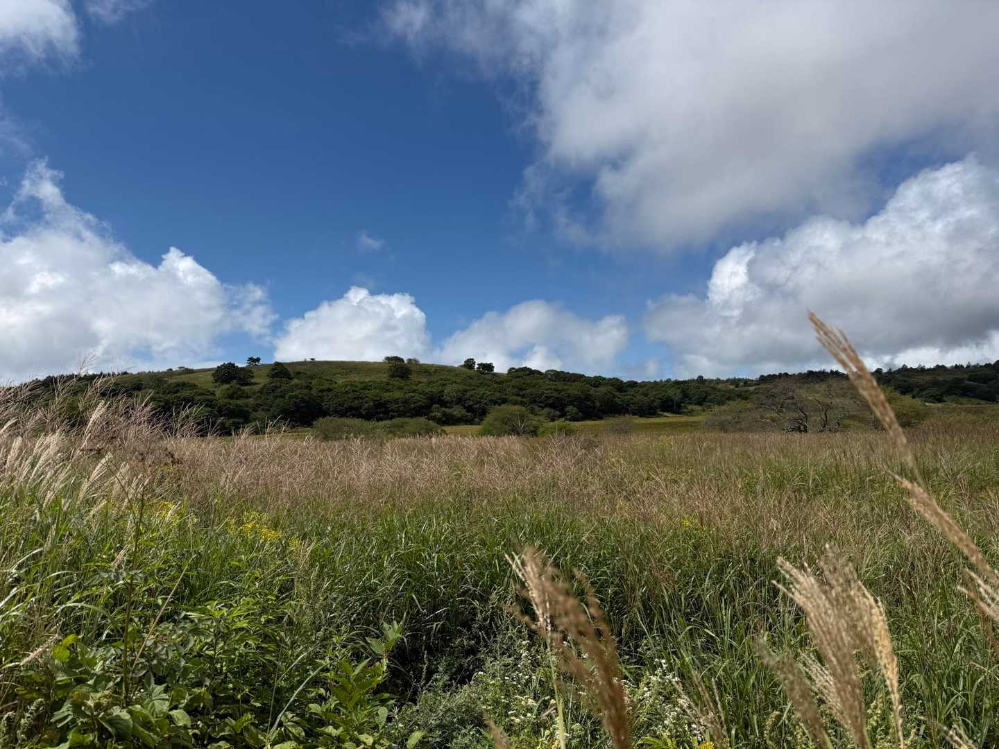 八島湿原バス停-八島湿原入口-霧ヶ峰湿原植物群落-男女倉山 周回コースの写真