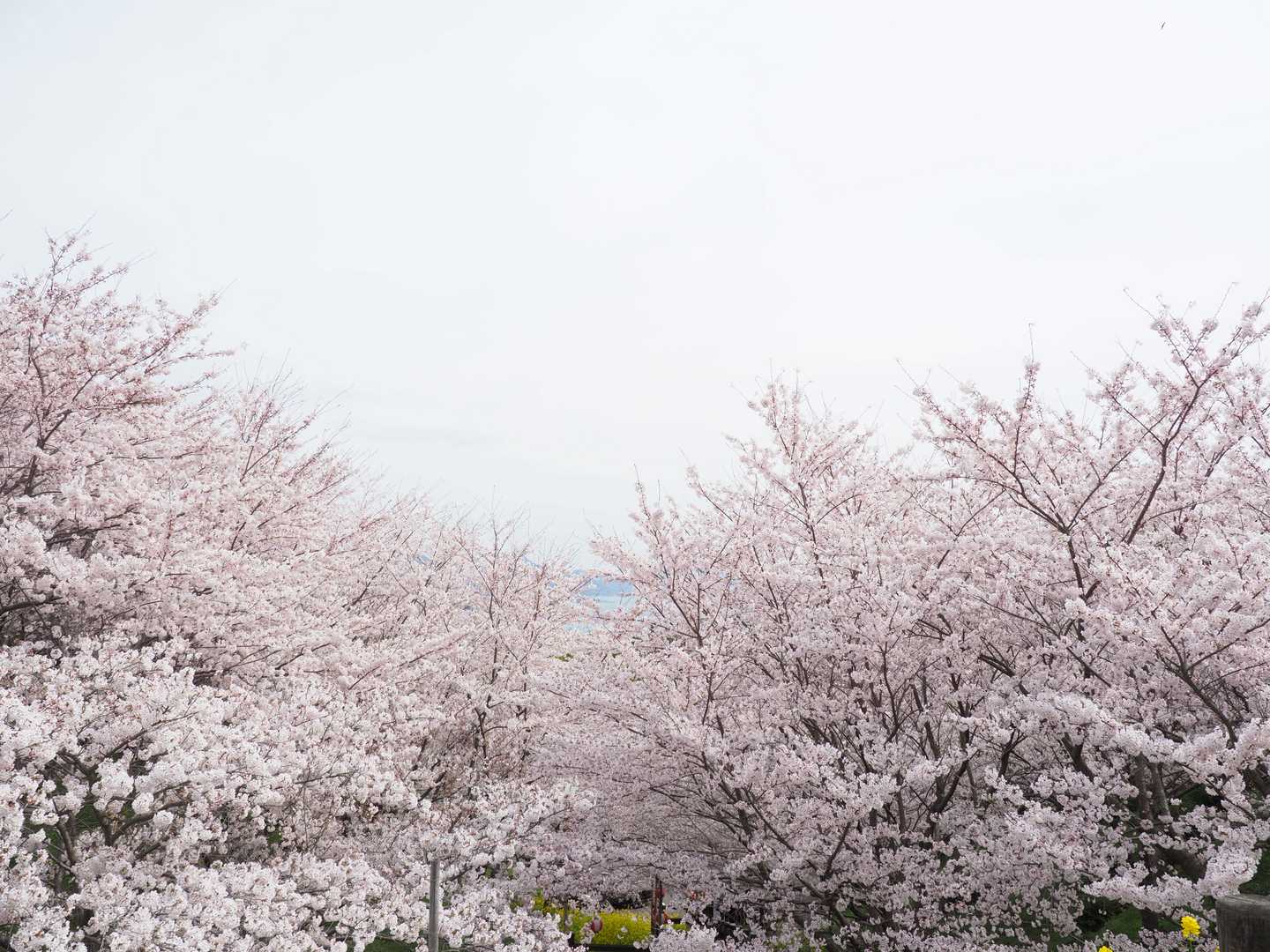 うわー、桜、桜、桜。谷一面を埋め尽くす桜です。
