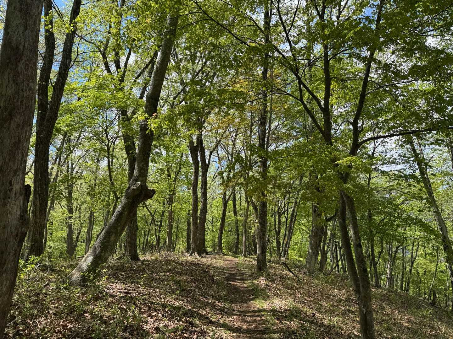 ここに来たかったー🌳🌲🥹