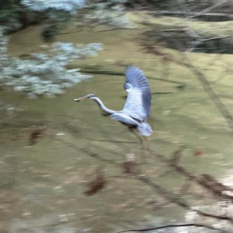 超スピードで頭を水の中へ入れて魚をGET！
くわえたまま飛び立った！