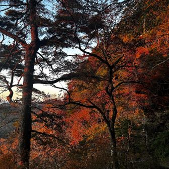 紅葉がさらに焼けてます☺️