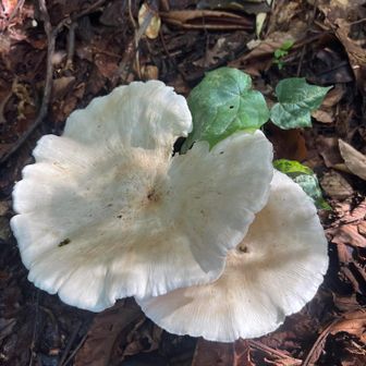 大きな🍄
この後、色々あって
私は最後を歩くことに🚶‍♂️