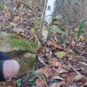 大石山の三角点は藪漕ぎしてでした