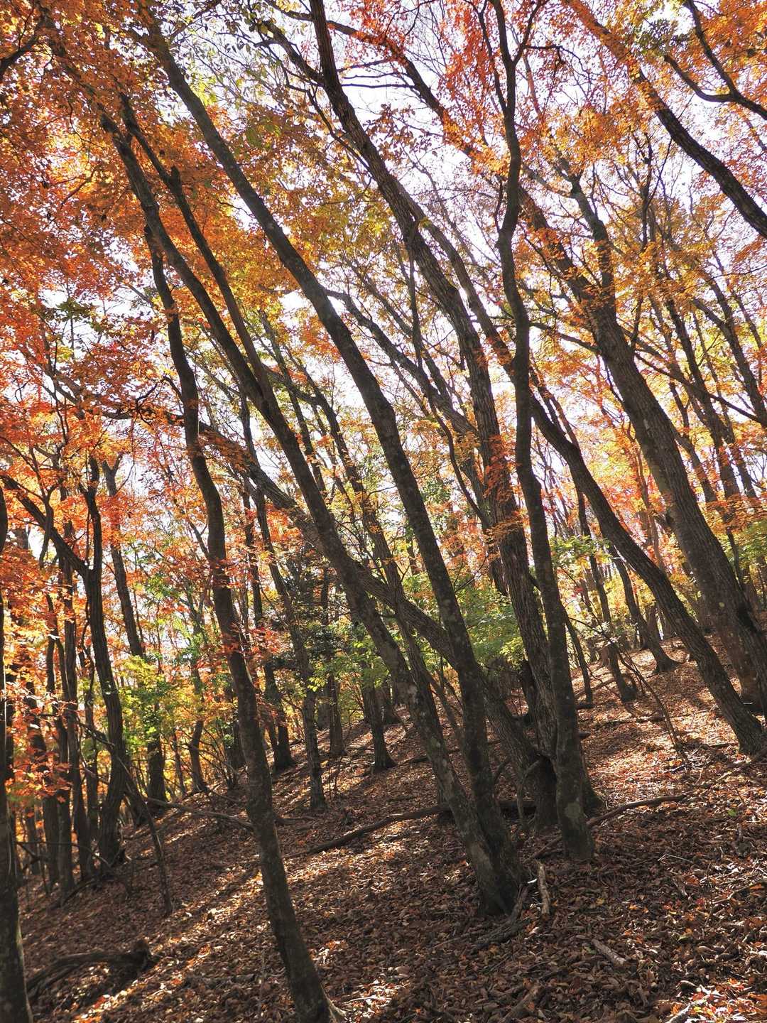 ミネ山-毛無山 周回コースの写真