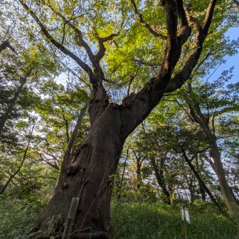 峯山山頂のオロチザクラ
樹齢210年とのこと