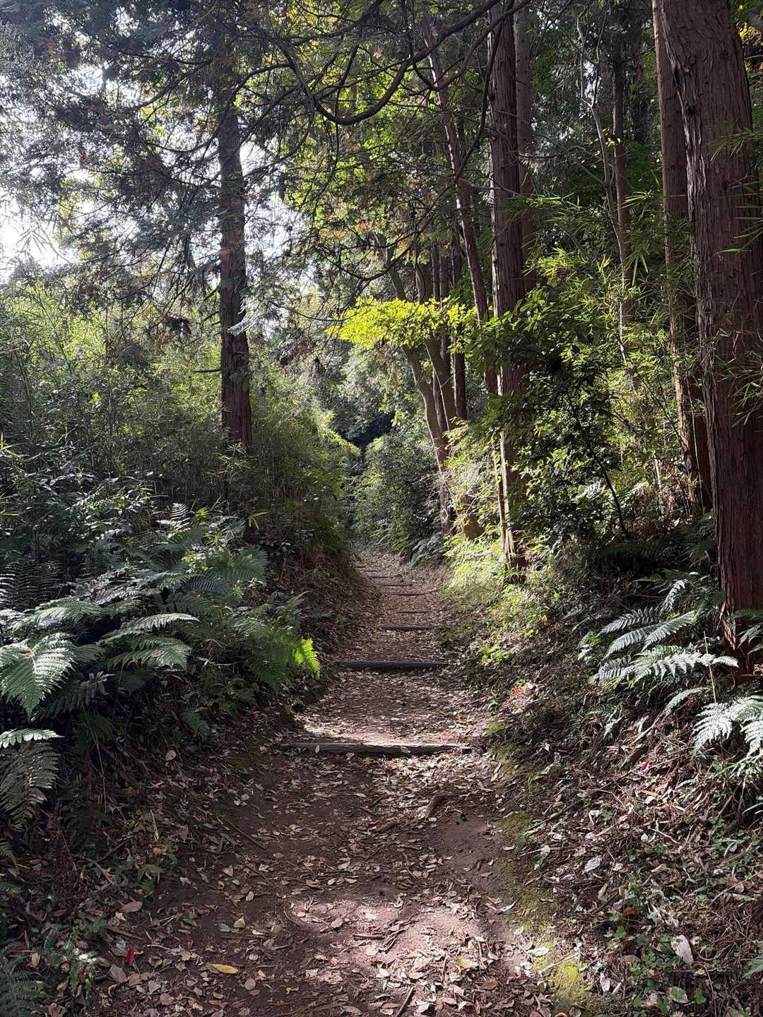 大丸山 往復コースの写真