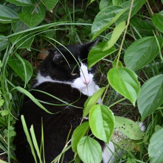 お迎えの小虎ただいま